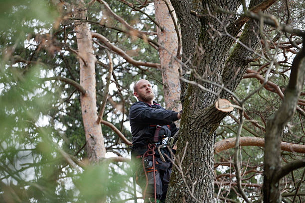 Professional Tree Care in Mukwonago, WI